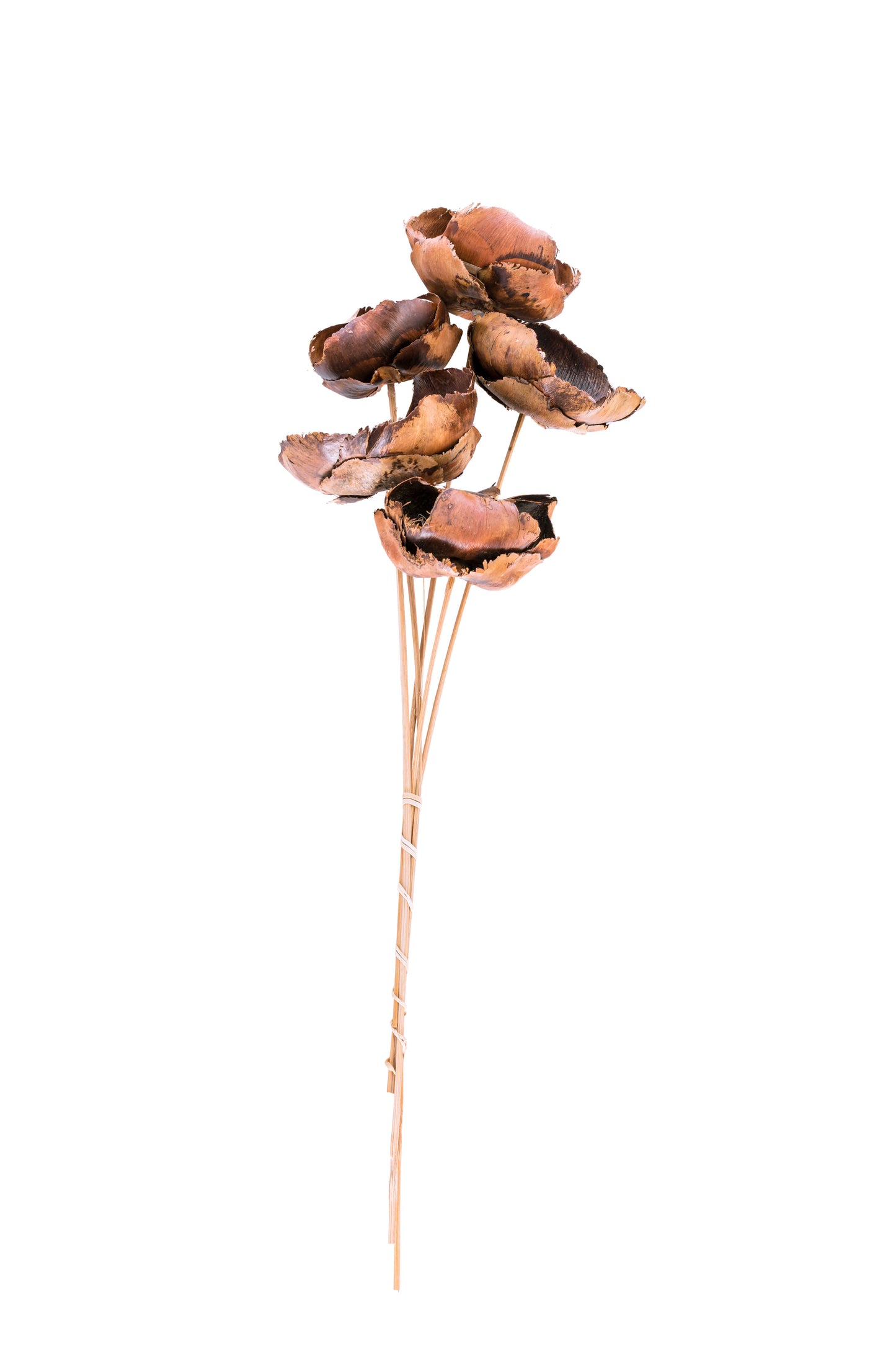 Palm Blute/Stem Natural