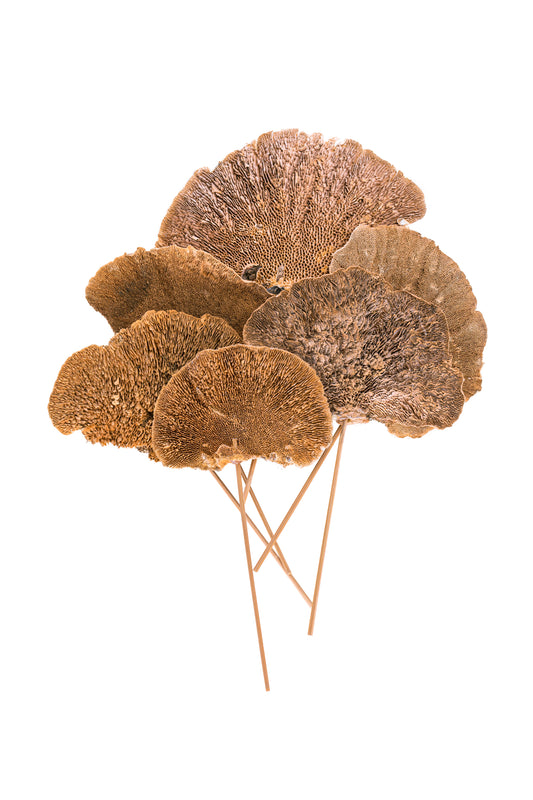 Sponge Mushroom/ 6" Pick Natural Each Packed 100