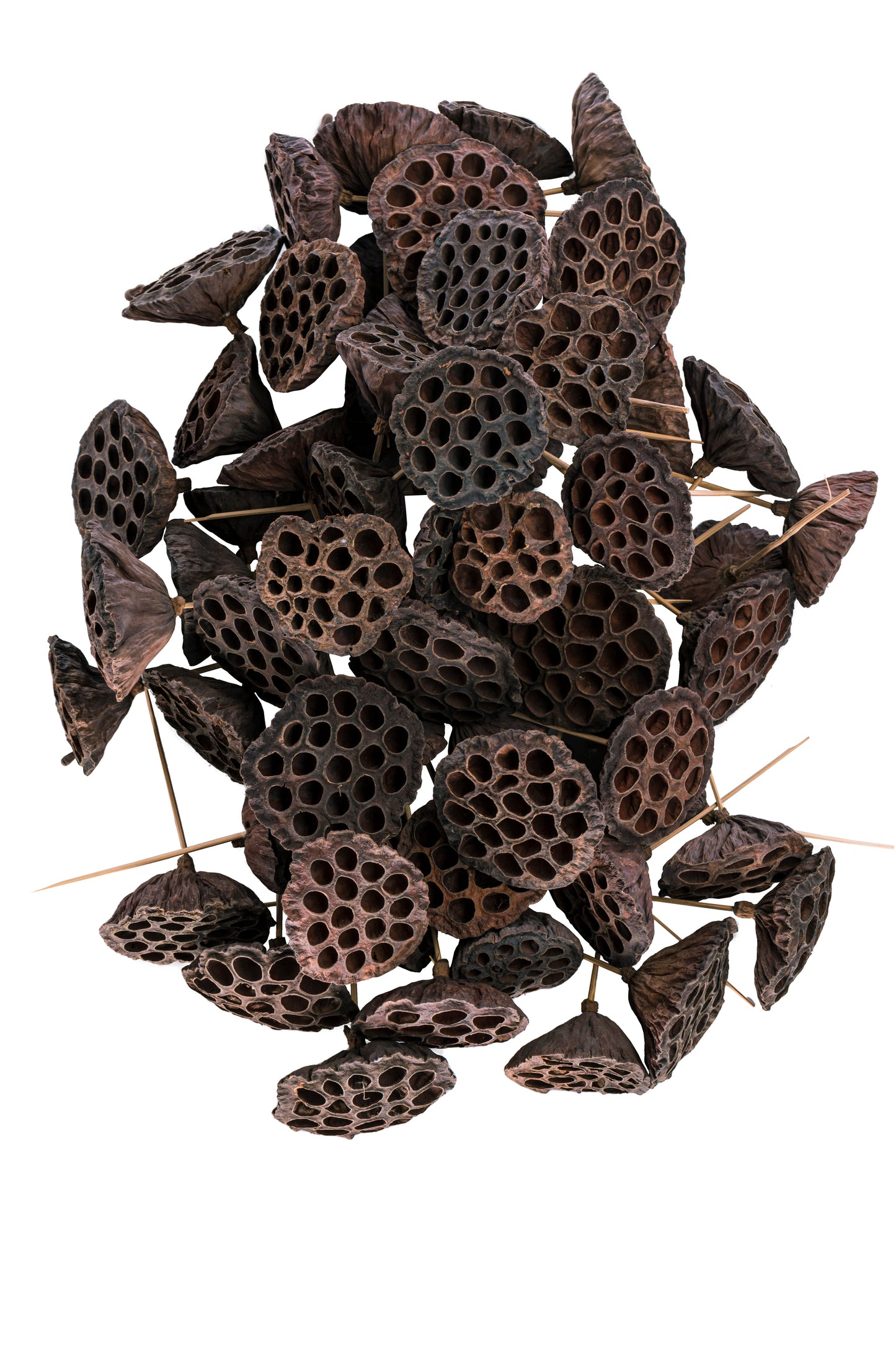 Lotus Pod/ 6" Pick Natural