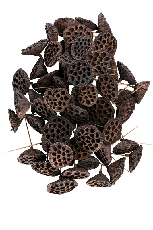 Lotus Pod/ 6" Pick Natural