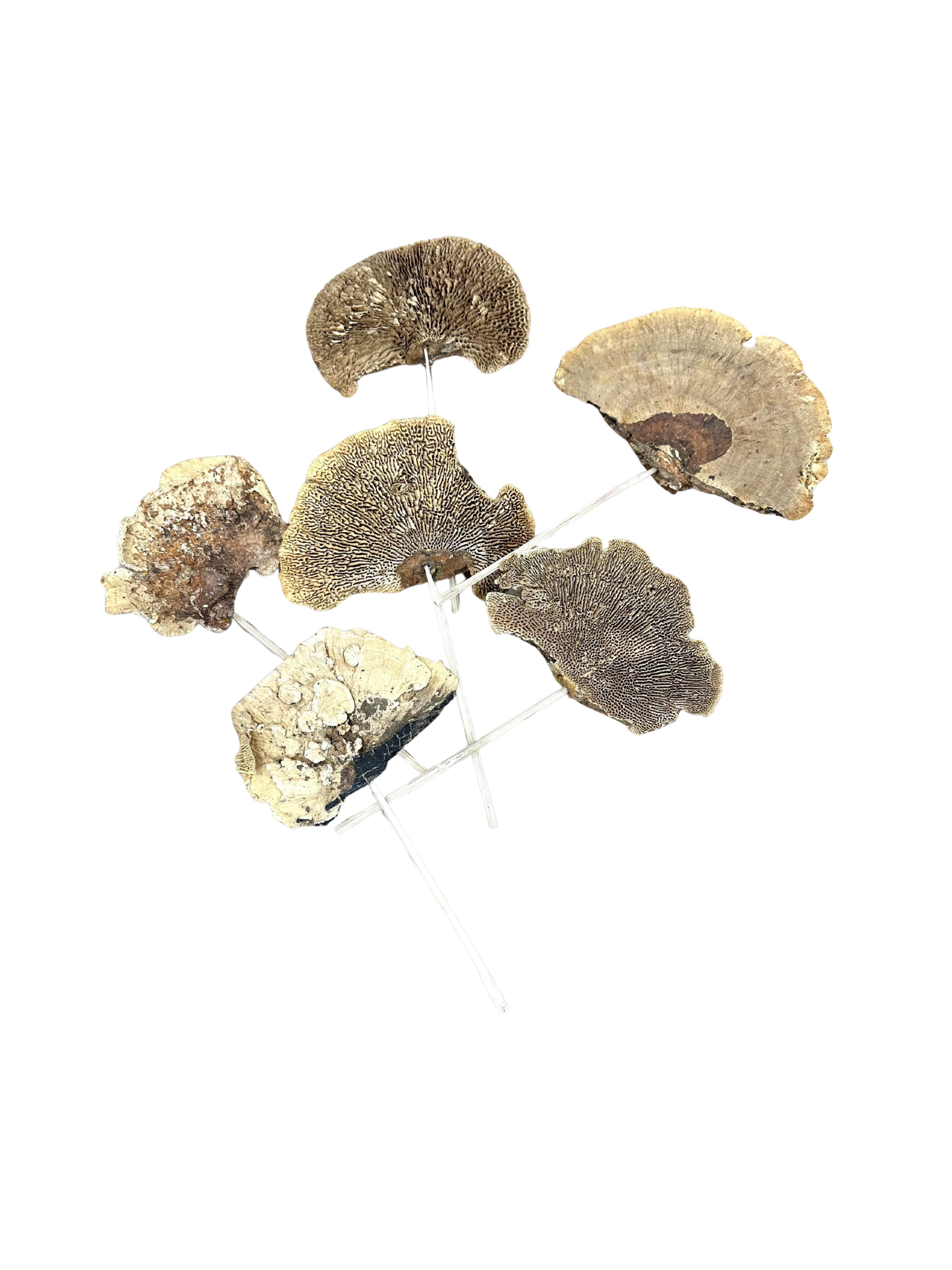 Small Sponge Mushroom / 6" Pick Natural