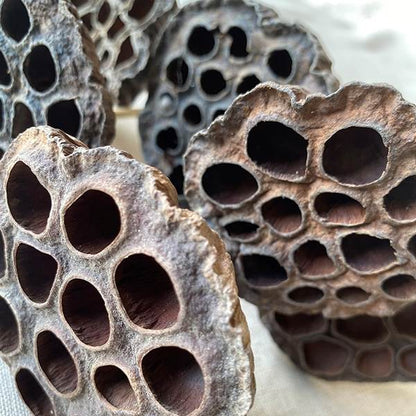 Lotus Pod/Stem Natural Bunch 6 pc