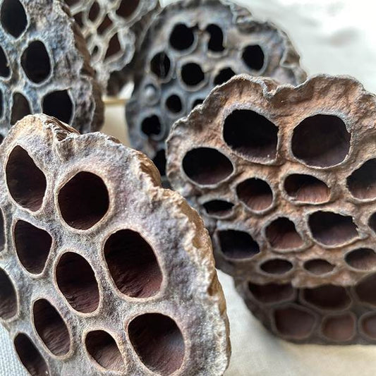 Lotus Pod/Stem Natural Bunch 6 pc