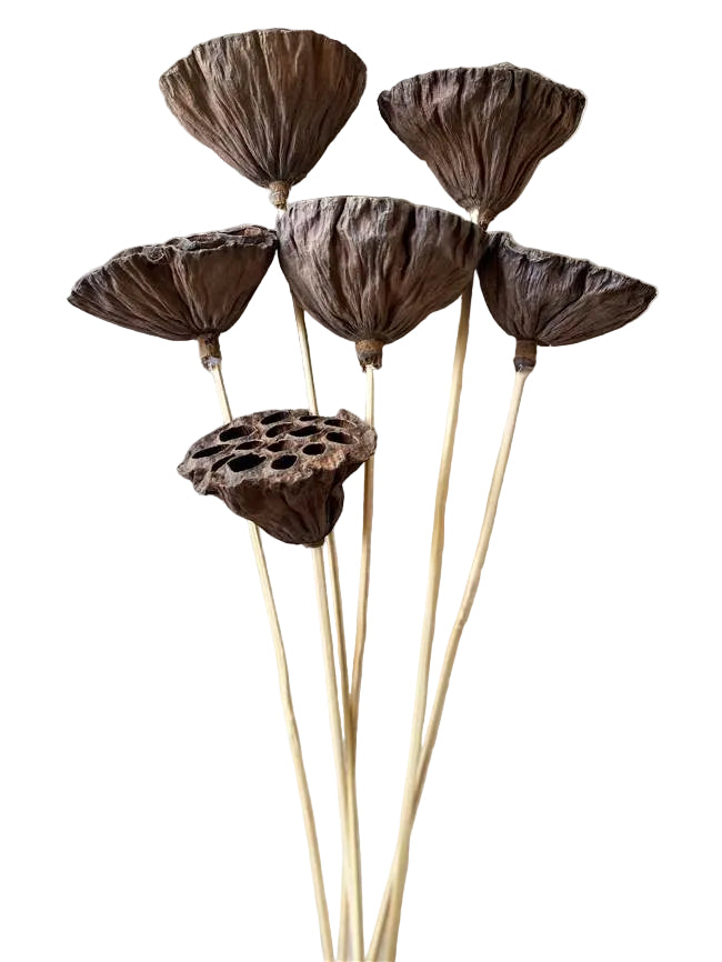 Lotus Pod/Stem Natural Bunch 6 pc