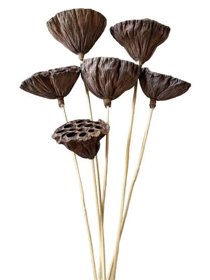 Lotus Pod/Stem Natural Bunch 6 pc