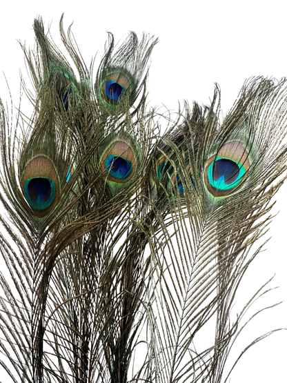 Peacock Feathers 33"
