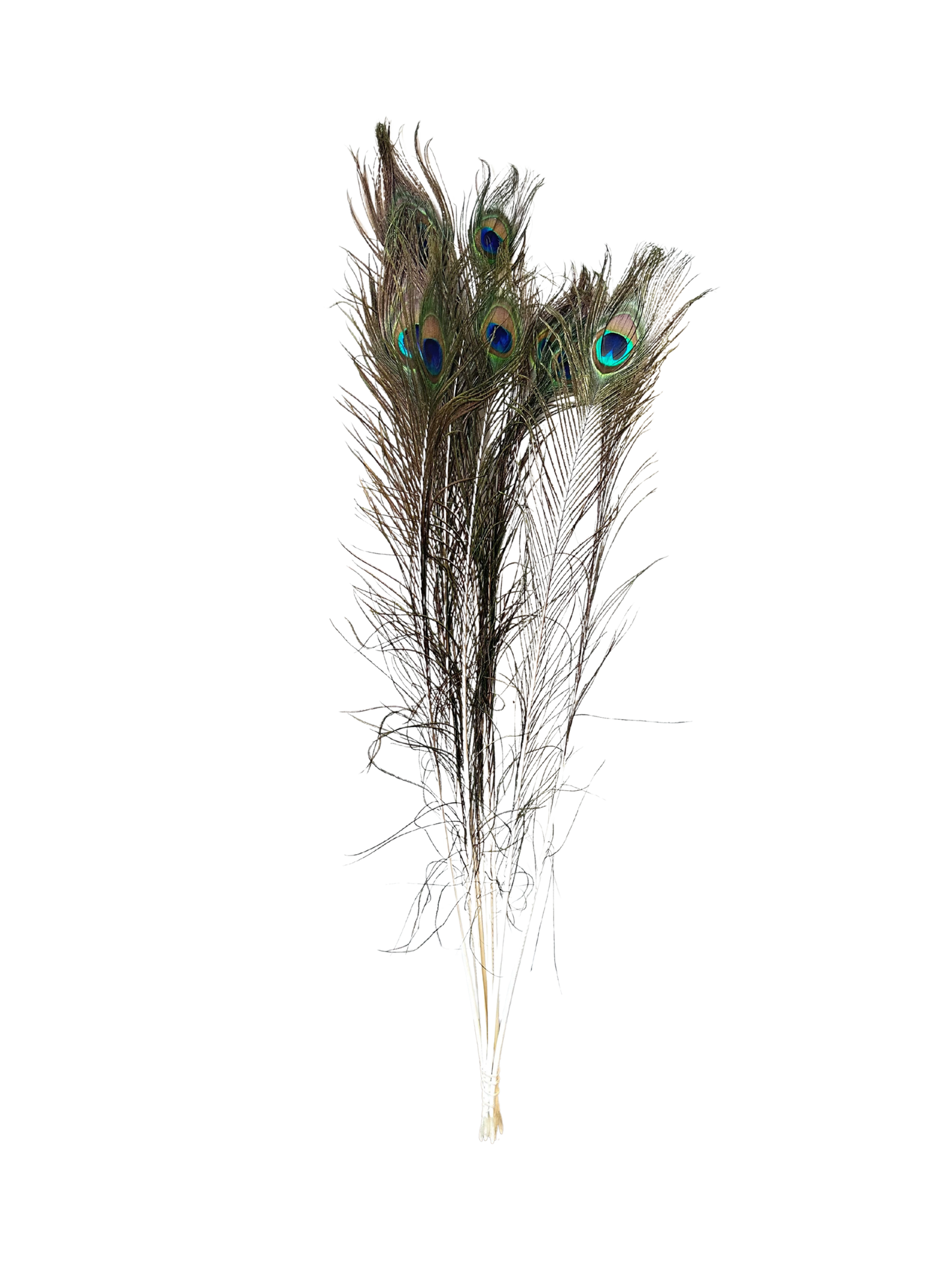 Peacock Feathers 33"