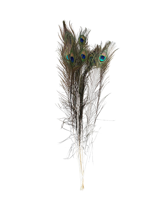 Peacock Feathers 33"