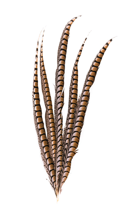 Lady Amhurst Feathers 20-25"