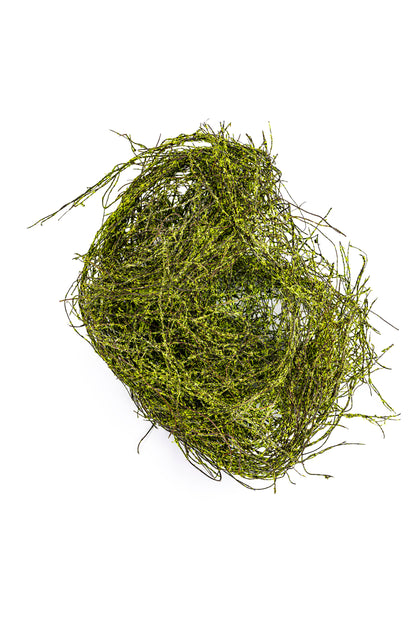 Angel Vine Moss Coated
