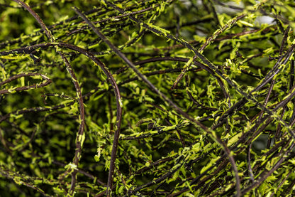 Angel Vine Moss Coated