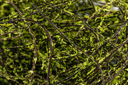 Angel Vine Moss Coated