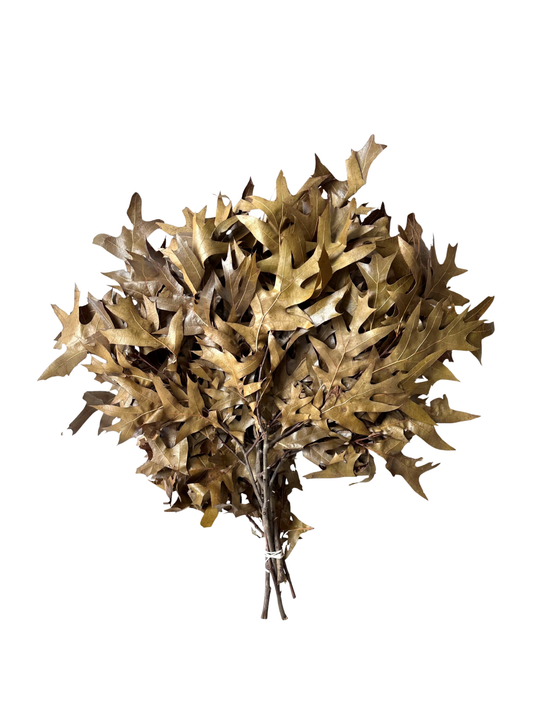 Southern Oak Preserved Natural