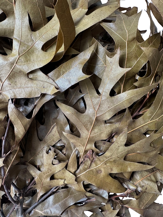 Southern Oak Preserved Natural