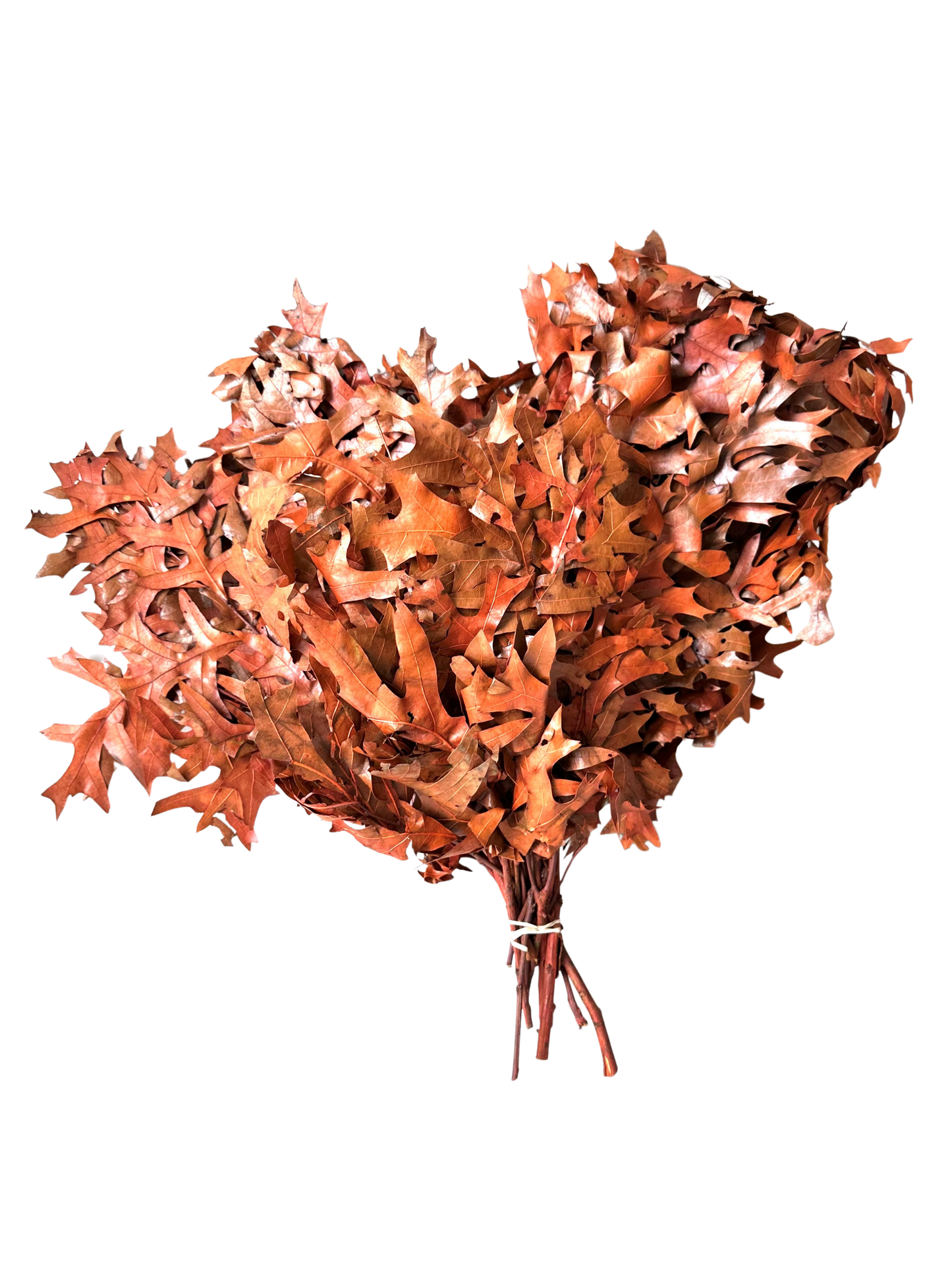 Southern Oak Preserved Burnt Orange