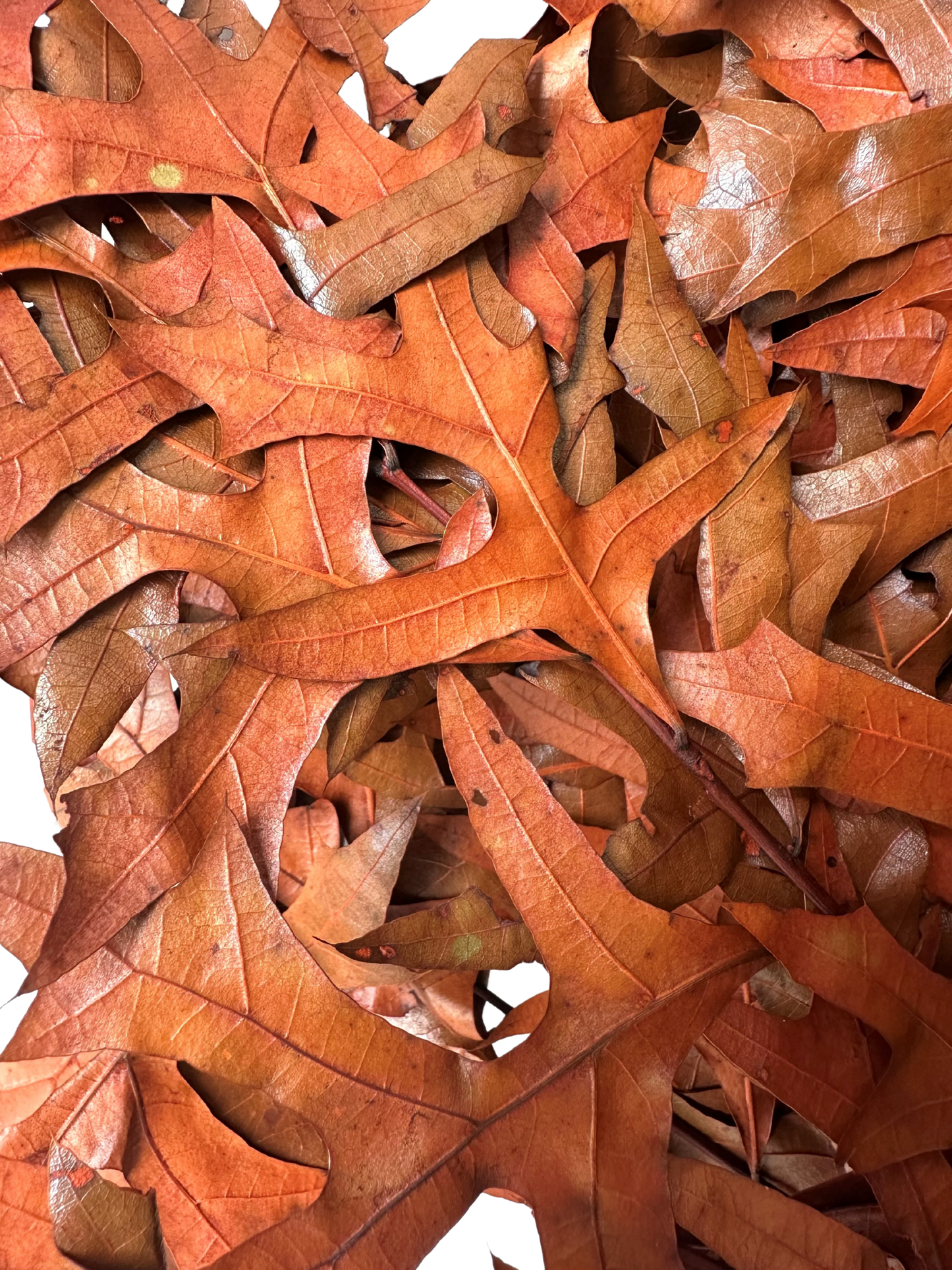 Southern Oak Preserved Burnt Orange