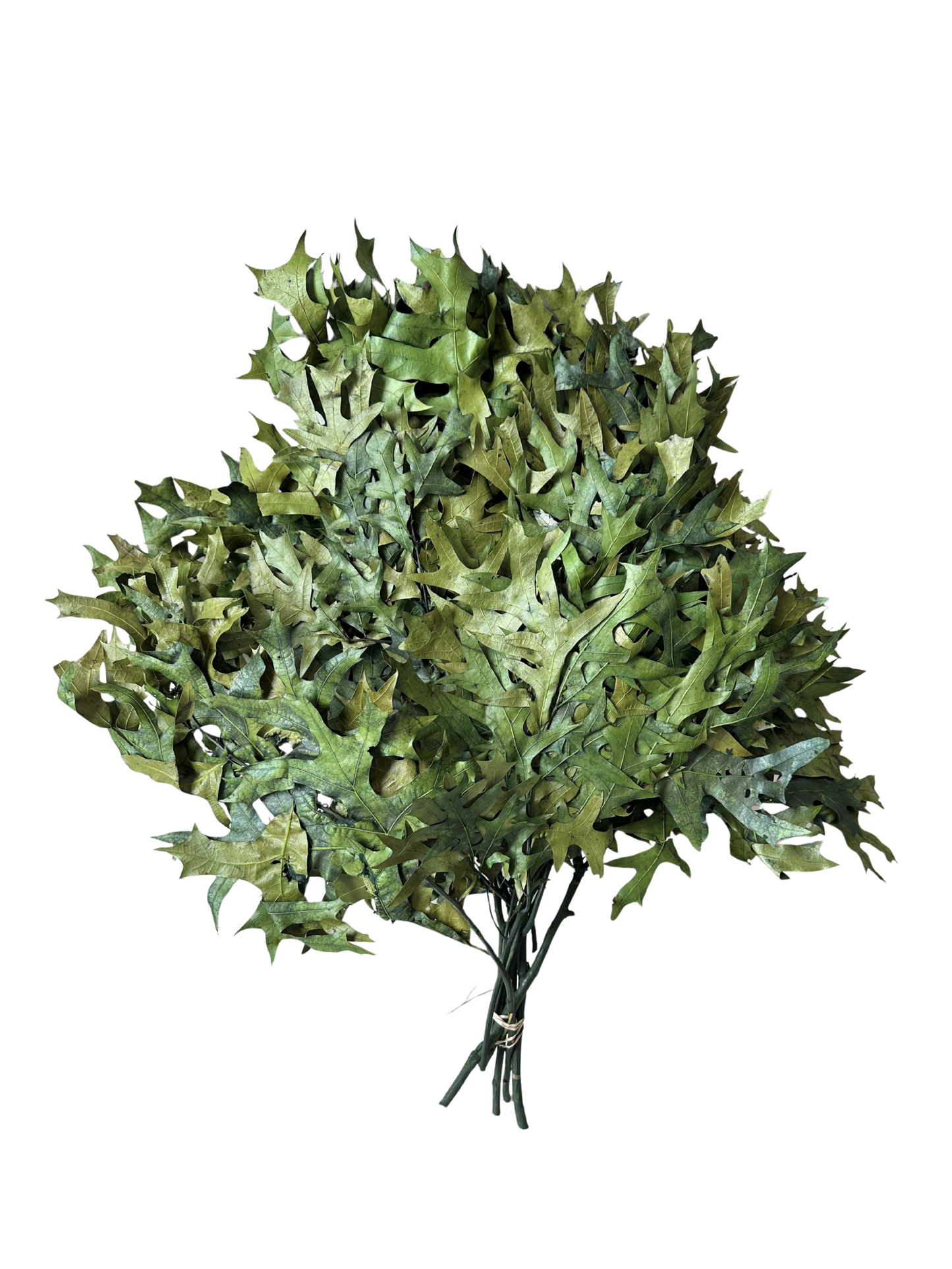 Southern Oak Preserved Green