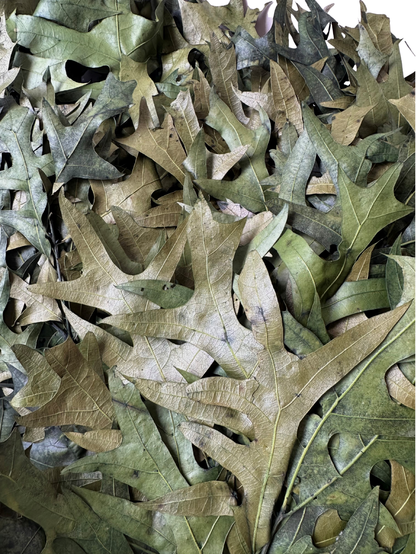 Southern Oak Preserved Green