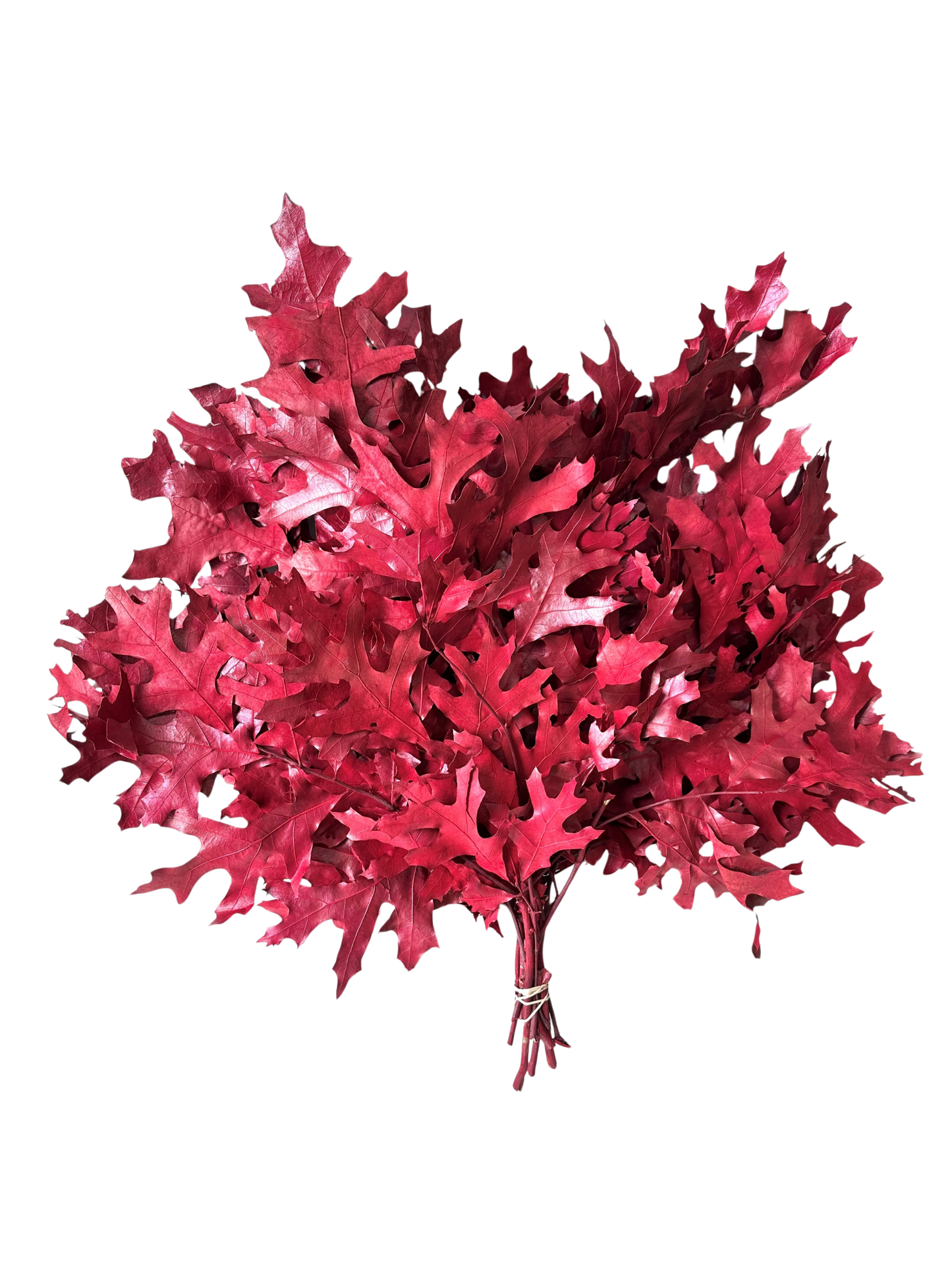 Southern Oak Preserved Burgundy