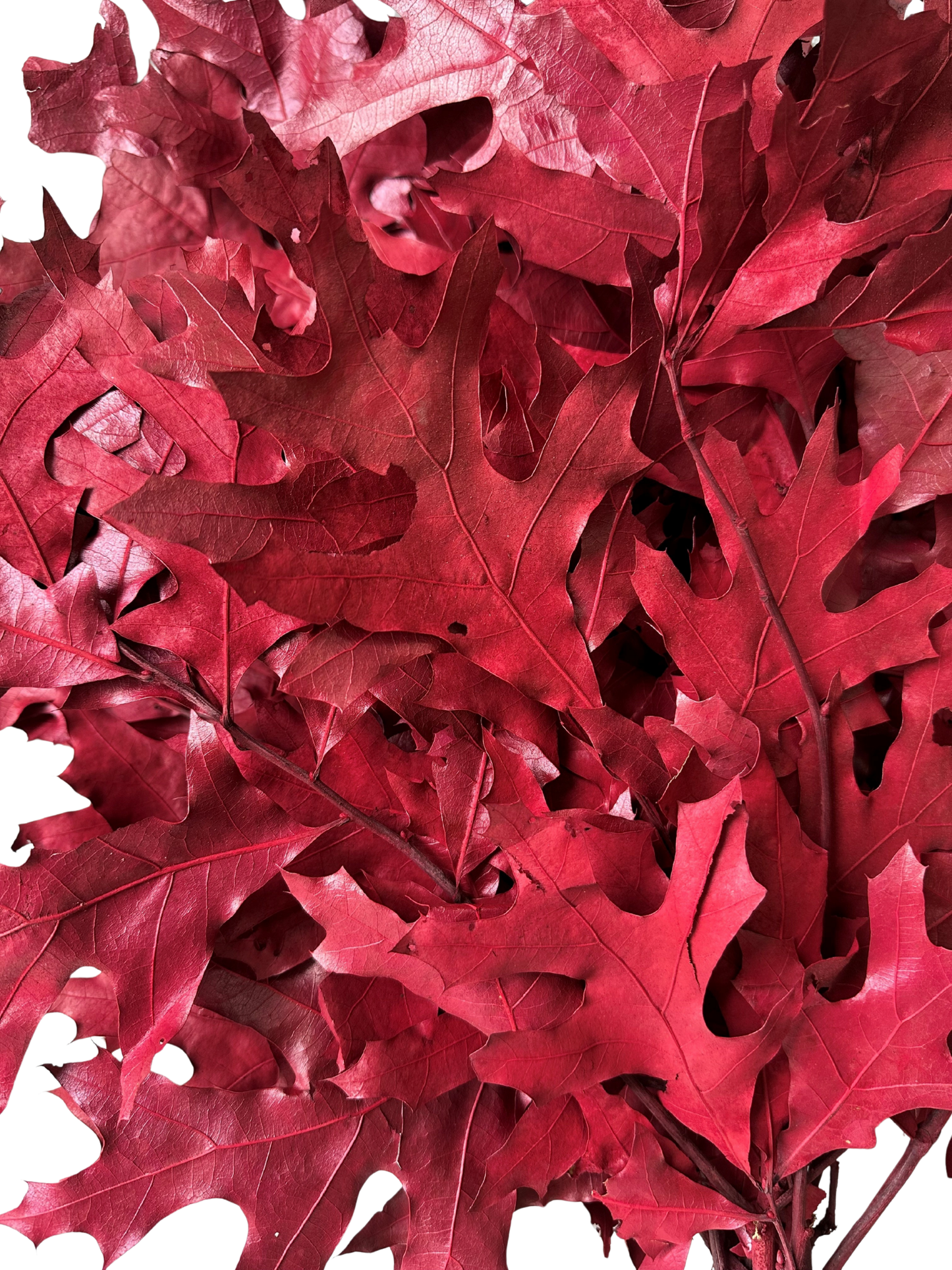Southern Oak Preserved Burgundy