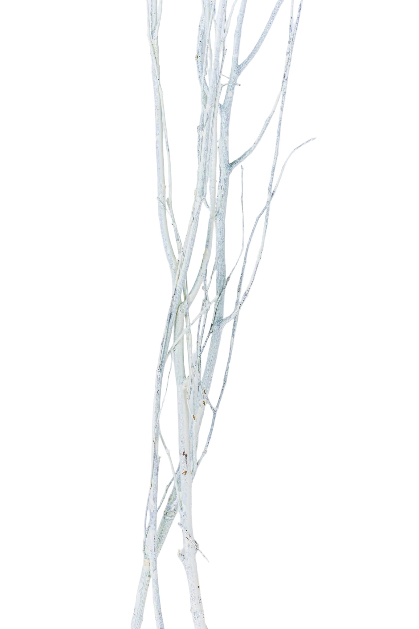 Birch Branch 3-4' White