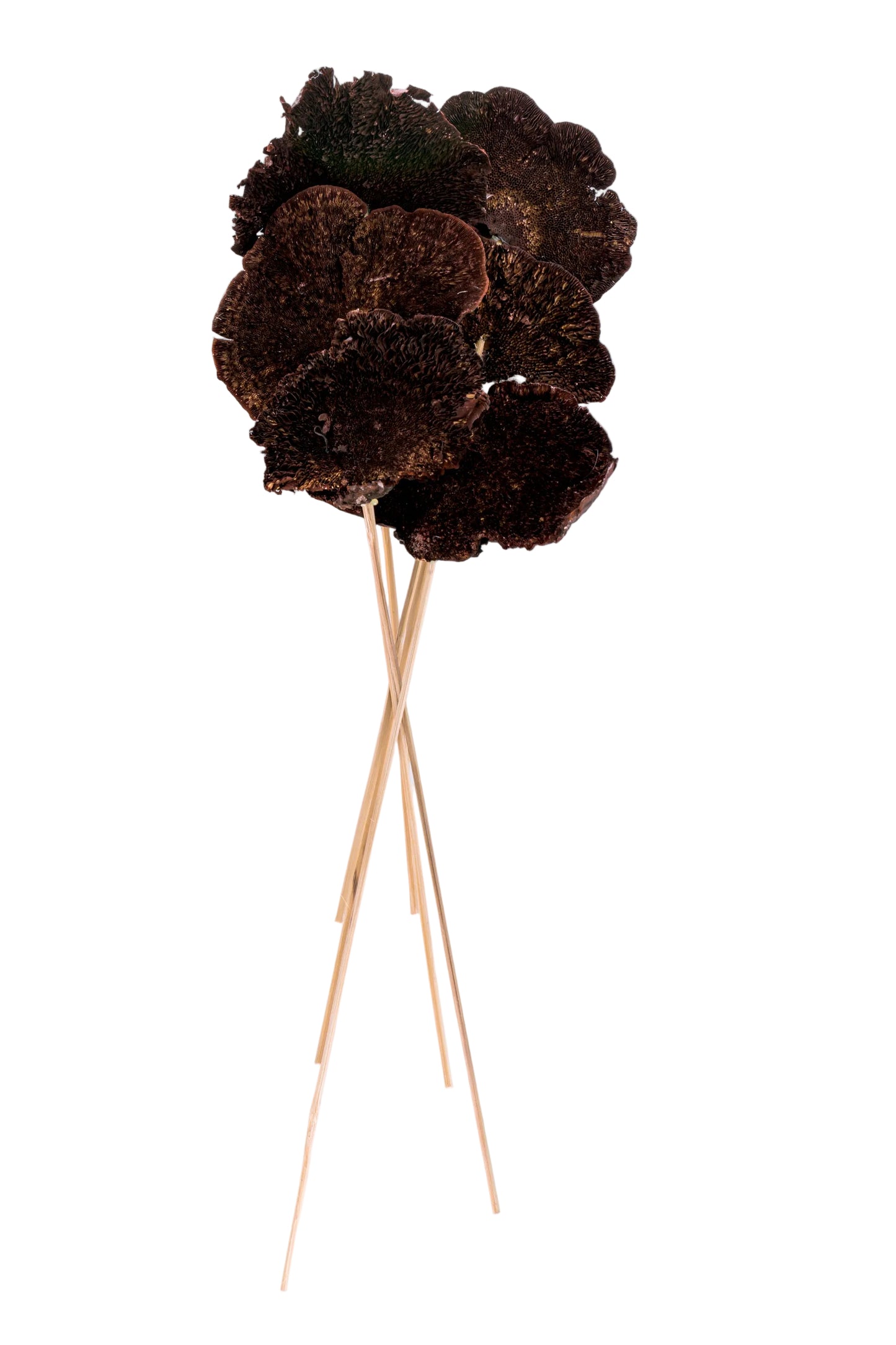 Sponge Mushroom/Stem Blackberry