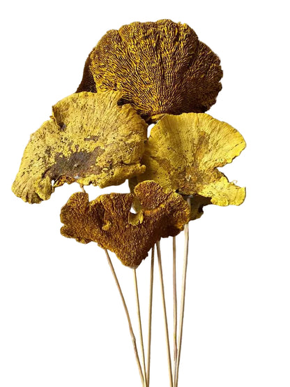 Sponge Mushroom/Stem Goldenrod
