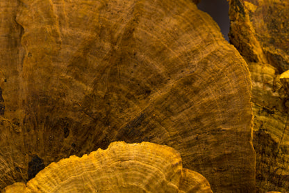 Sponge Mushroom/Stem Goldenrod