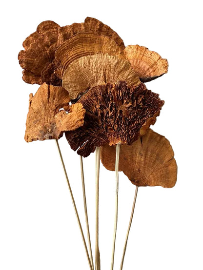 Sponge Mushroom/Stem Honey Brown