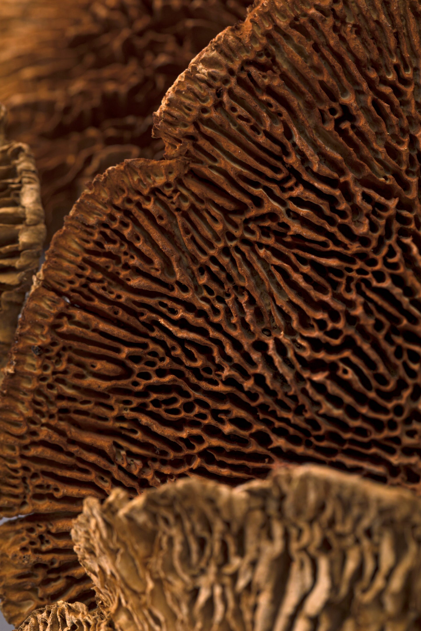 Sponge Mushroom/Stem Honey Brown