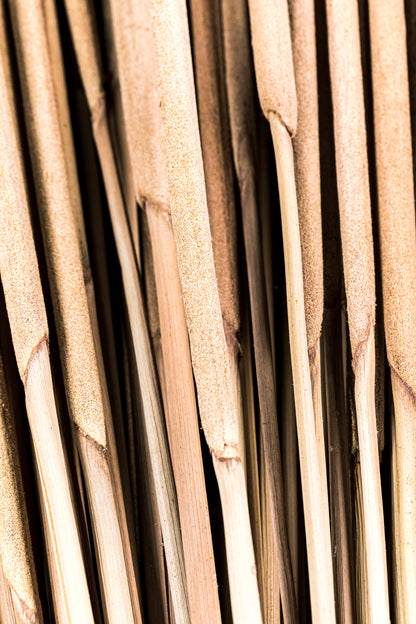 Pencil Cattails Light