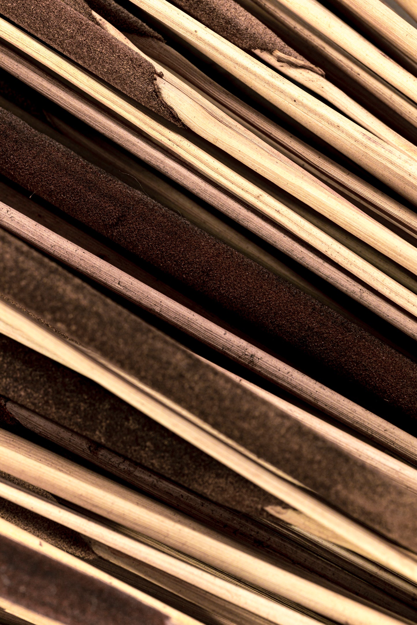 Pencil Cattails Dark