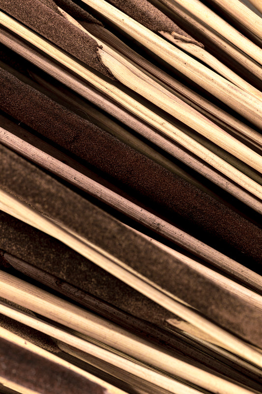 Pencil Cattails Dark