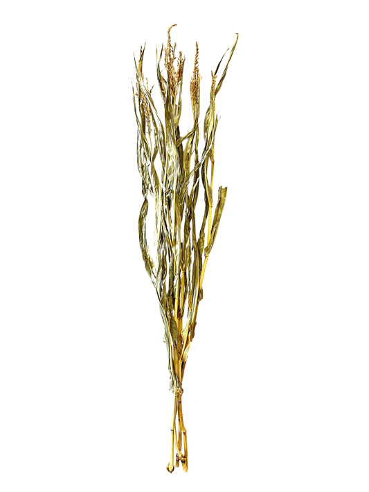 Corn Stalks 5' Natural