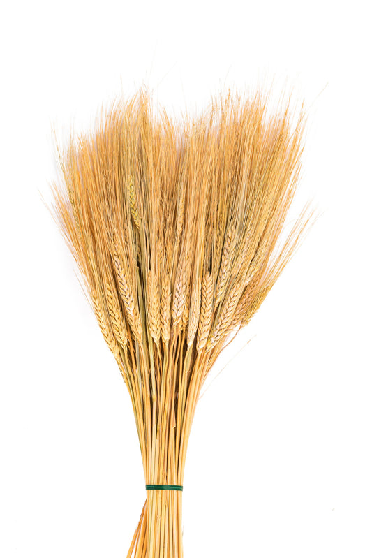 Bunch of wheat ears tied with a green band on a white background