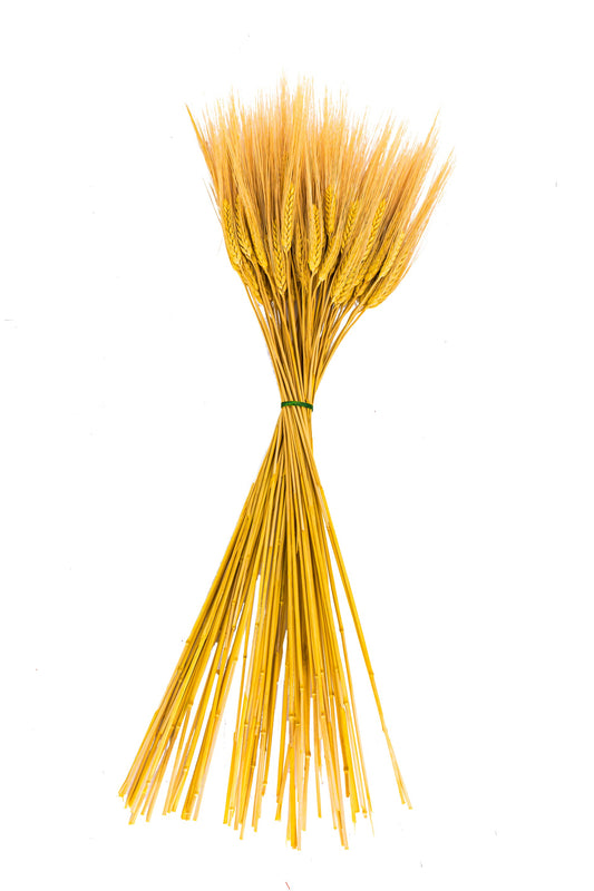 Triticum Wheat Yellow