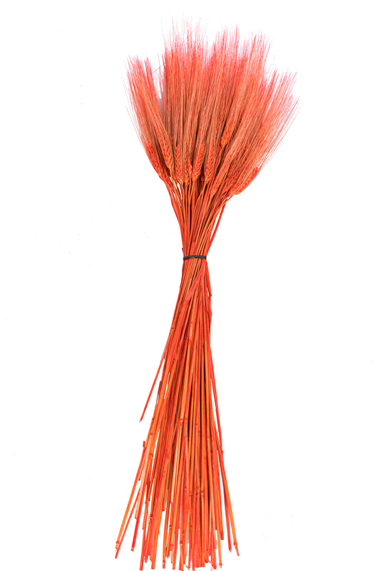 Triticum Wheat Orange
