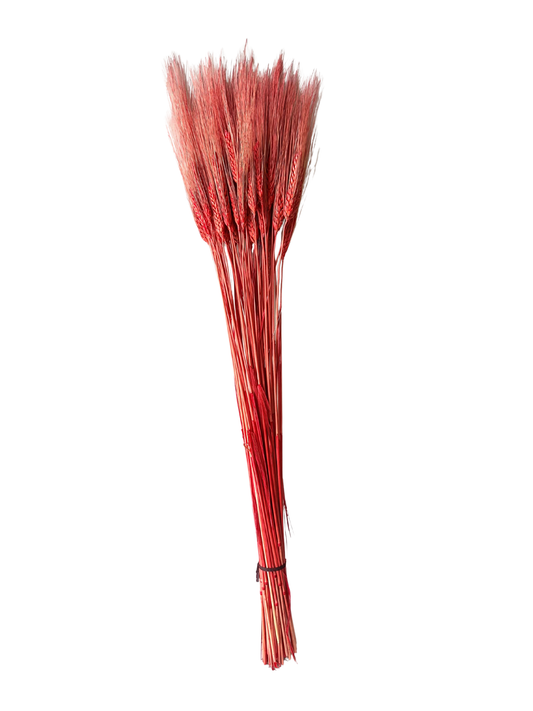 Triticum Wheat Red