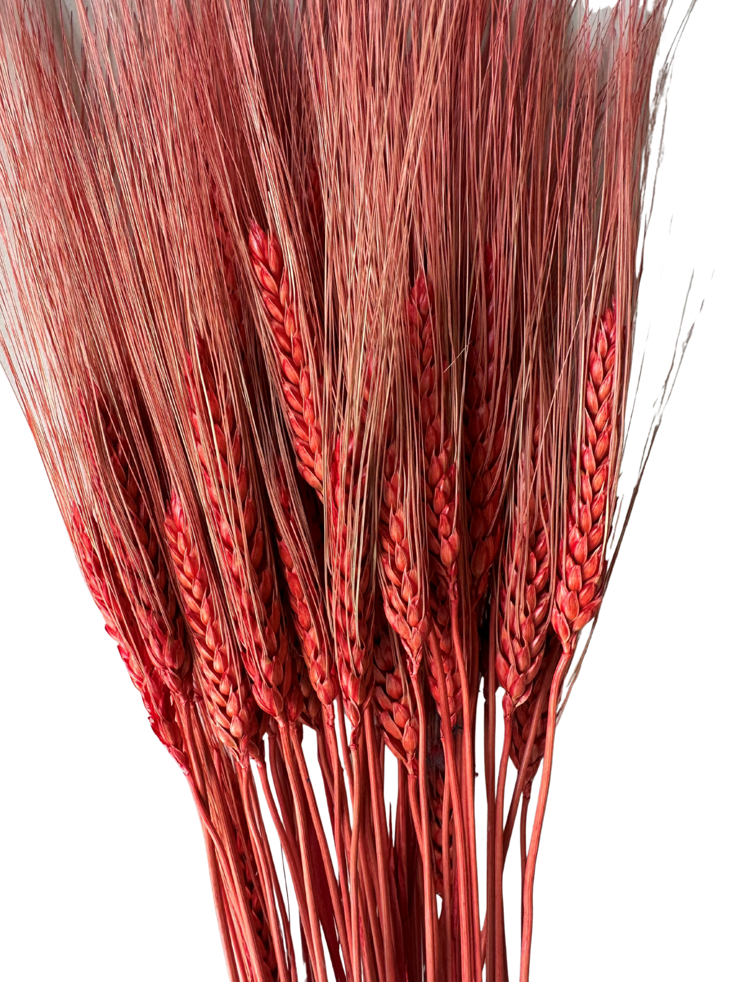Triticum Wheat Red