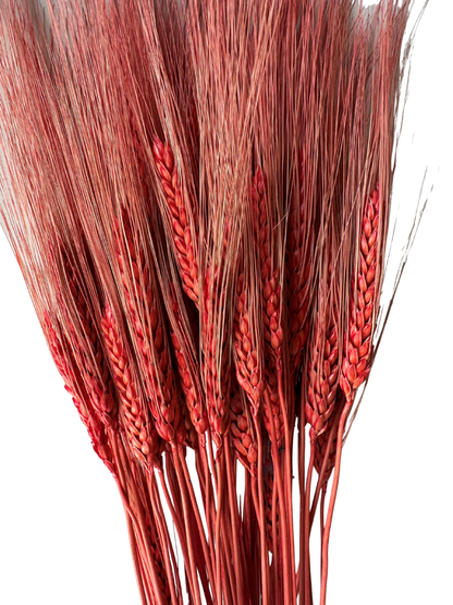 Triticum Wheat Red