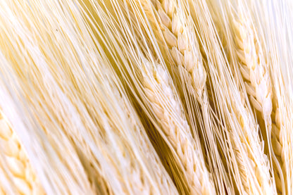 Triticum Wheat Bleach White