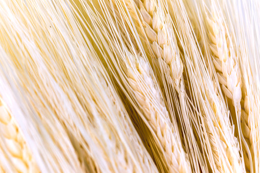 Triticum Wheat Bleach White