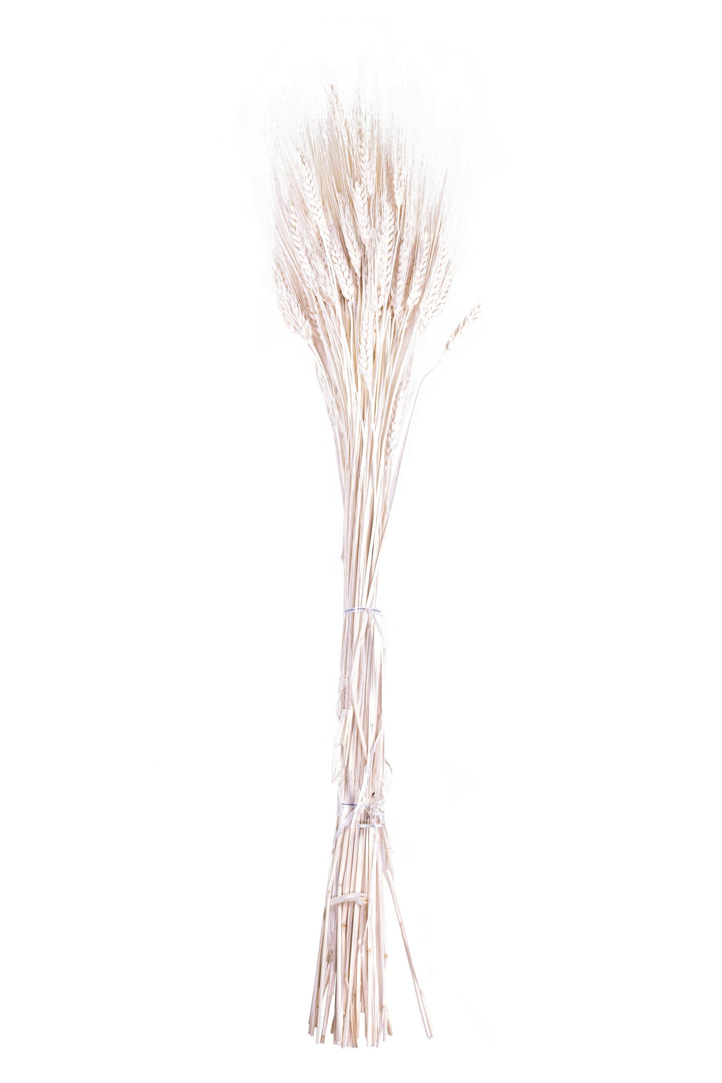 Triticum Wheat Bleach White