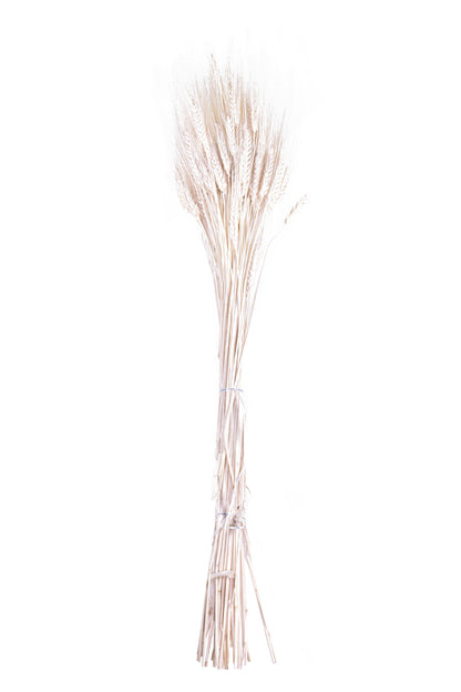 Triticum Wheat Bleach White