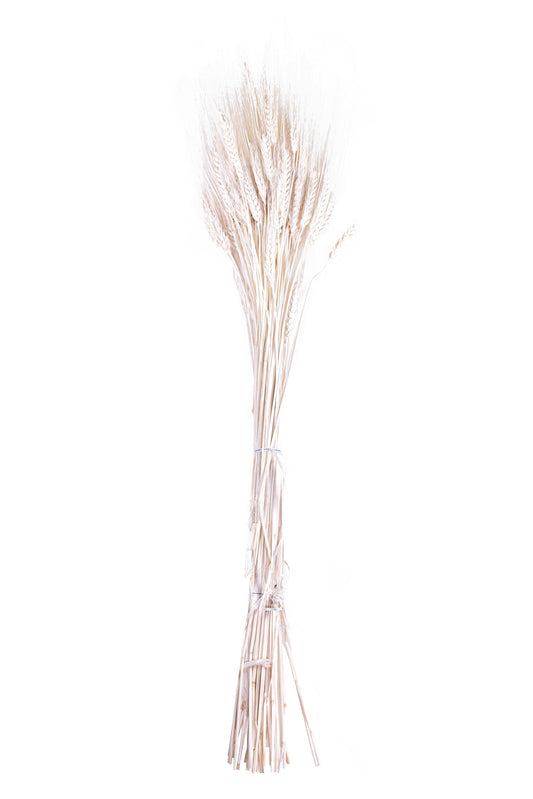 Triticum Wheat Bleach White