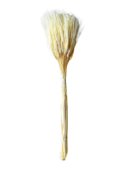 Triticum Wheat Bleach White