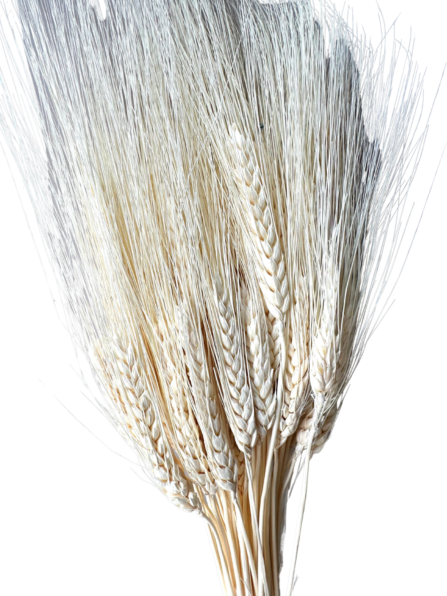 Triticum Wheat Bleach White