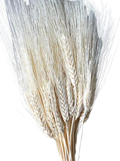 Triticum Wheat Bleach White