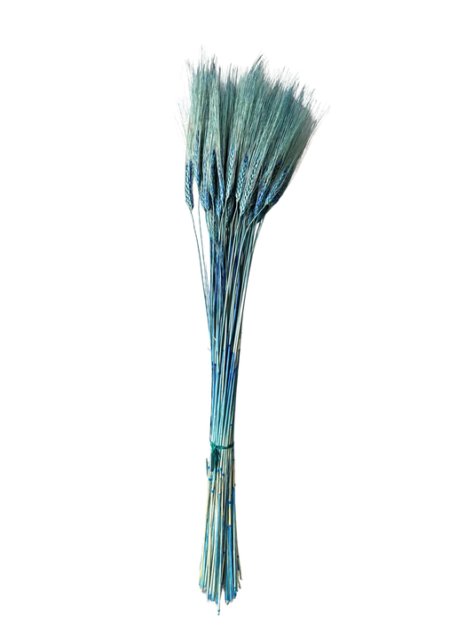 Triticum Wheat Blue