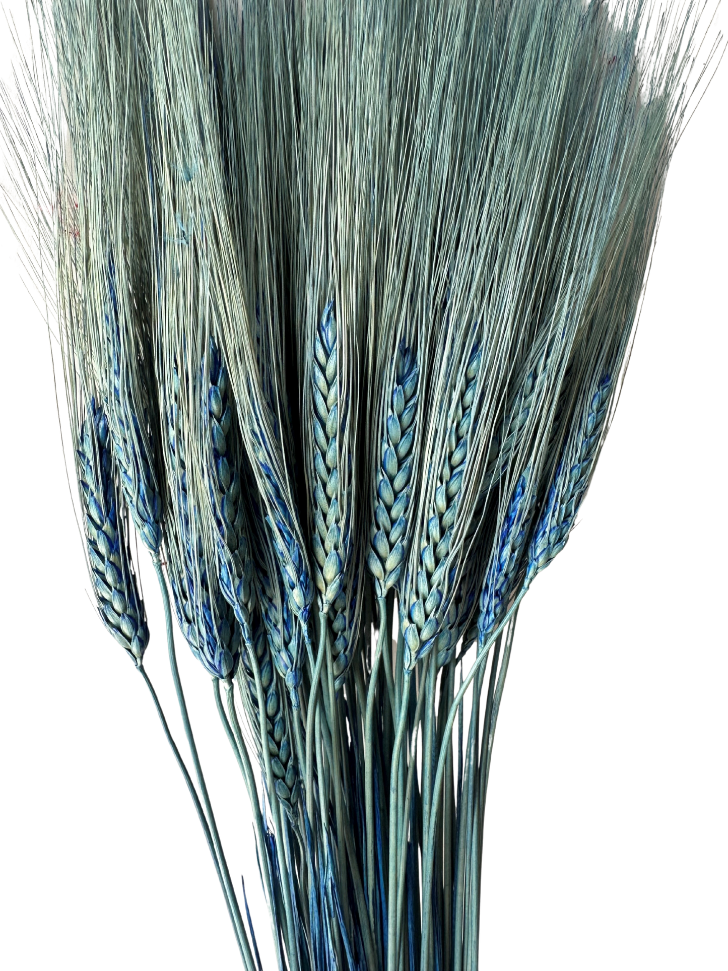Triticum Wheat Blue